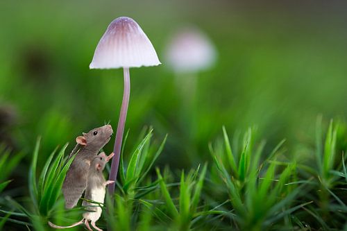 Bonnie kom je buiten spelen (macrofotografie)