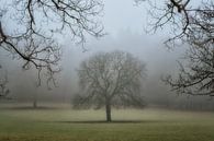 Royal tree by Moetwil en van Dijk - Fotografie thumbnail