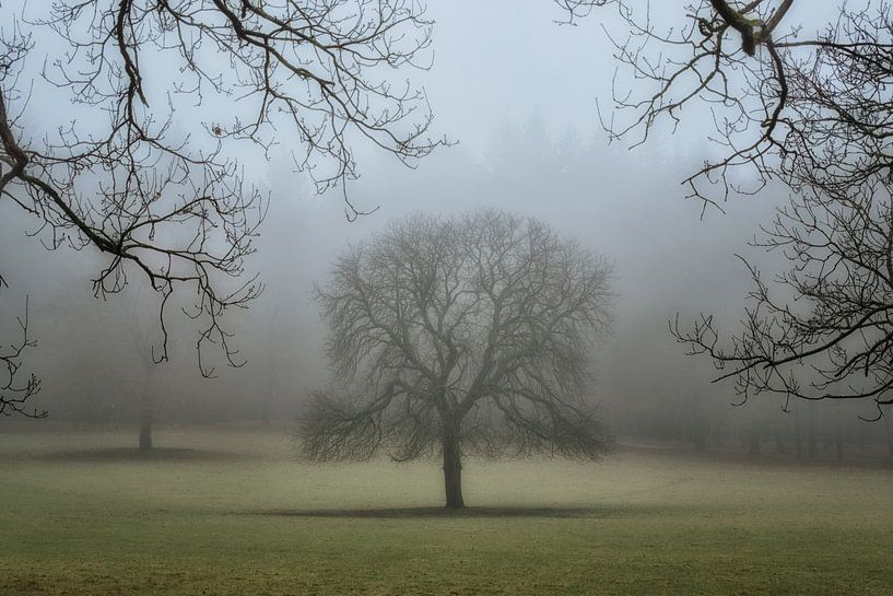 Royal tree by Moetwil en van Dijk - Fotografie