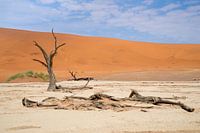 Deadvlei, verval