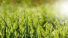 Grass with dew drops on a meadow by Heiko Kueverling