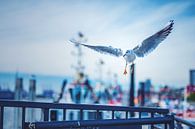 Möwe im Landeanflug auf Hamburg von Florian Kunde Miniaturansicht