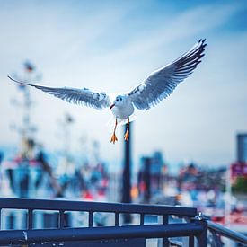 Möwe im Landeanflug auf Hamburg von Florian Kunde