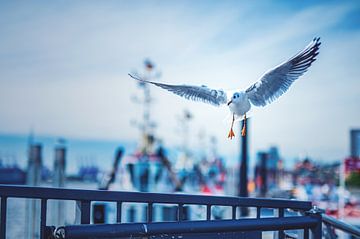 Seagull approaching Hamburg by Florian Kunde