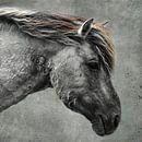 Konik Pferd | Betonstruktur von Ricardo Bouman Fotografie Miniaturansicht