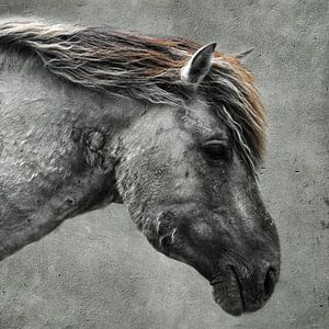 Cheval Konik | Structure en béton
