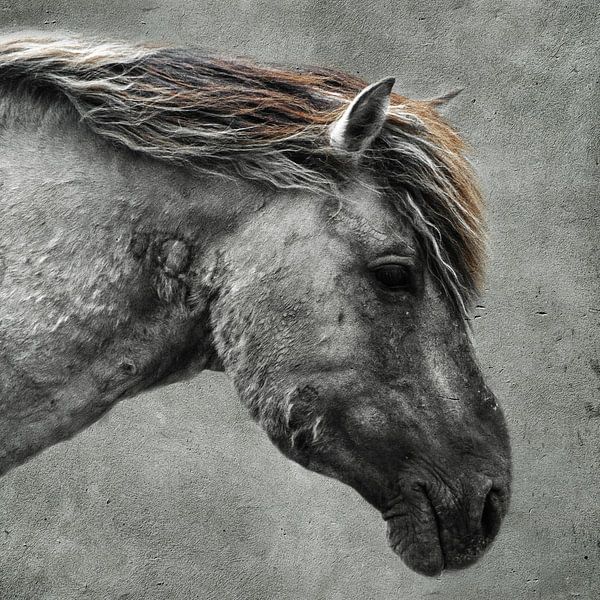 Konik Pferd | Betonstruktur von Ricardo Bouman Fotografie