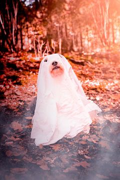 Hond spook halloween van Kaylee Verschure