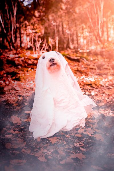 Dog ghost halloween by Kaylee Verschure