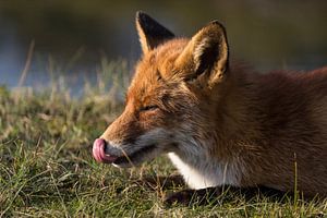 Fuchs