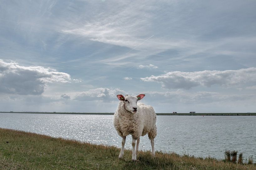 Sheep at the shore by Kim de Been