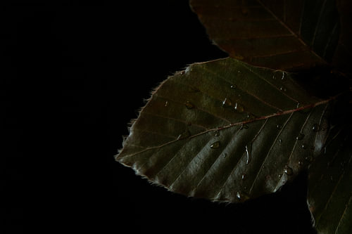 Black Veil