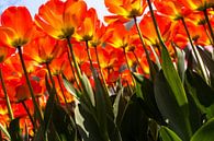 Verdrinken in een veld met rode-oranje tulpen van Sandra van Kampen thumbnail