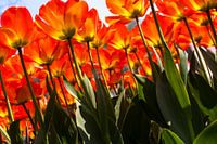 Verdrinken in een veld met rode-oranje tulpen