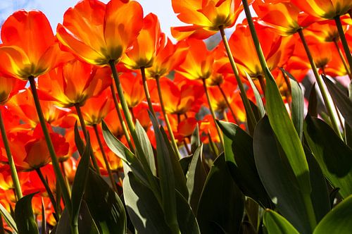 Verdrinken in een veld met rode-oranje tulpen