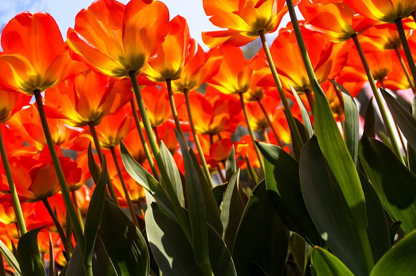 Verdrinken in een veld met rode-oranje tulpen van Sandra van Kampen