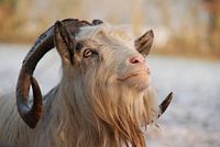 Meneer De Bok in de winter.