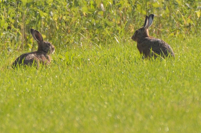 twee haasjes heel parmant in een groen knollenland von Petra De Jonge