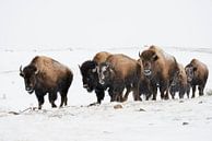 Amerikaanse bizon ( Bison bison ), kleine kudde beweegt zich door het Yellowstone NP, Montana, USA. van wunderbare Erde thumbnail