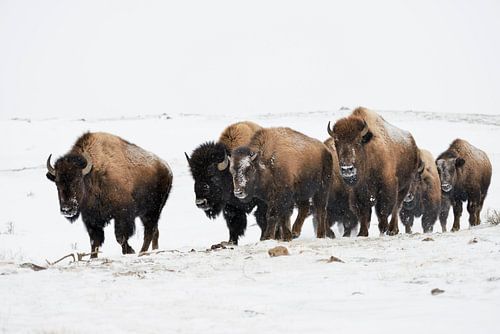 American Bisons ( Bison bison ), small herd in winter, walking through blowing snow, typical surroun by wunderbare Erde