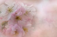 Blossom of the Japanese cherry by Truus Nijland thumbnail