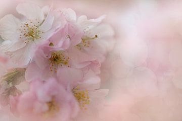 Blossom of the Japanese cherry by Truus Nijland