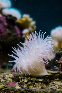 Ornamental anemone