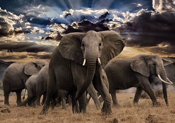 Walking with elephants by Bert Hooijer