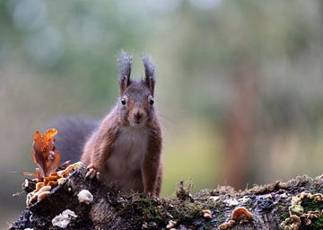 Eichhörnchen von iljan wakker