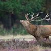 Hert in bloeiende hei sur Michel de Beer