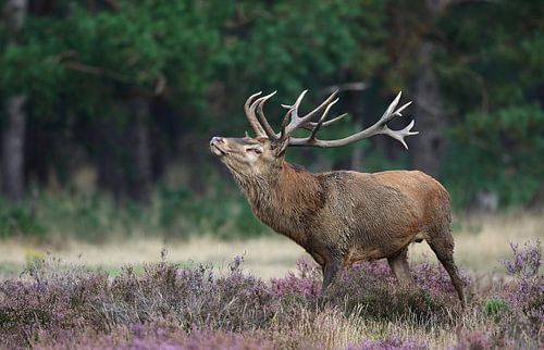 Hert in bloeiende hei