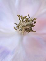 Flora 2