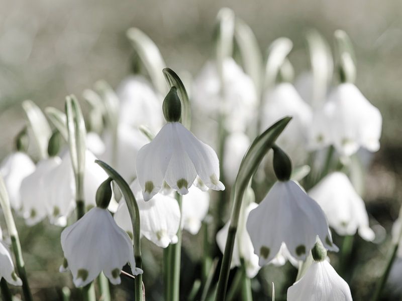Snowdrops, the springtime sensations of nature - sneeuwklokjes, het lentegevoel van de natuur - perce-neuge, sensations printanieres de la nature by Christina Bauer Photos