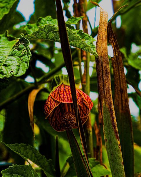 Laterne , Lanthan Hibiskus, Ganti Hibiskus von desmyrka
