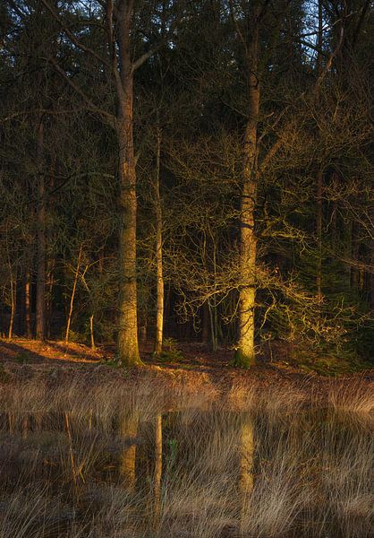 Dwingelderveld (Netherlands) by Marcel Kerdijk