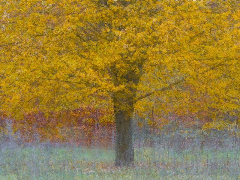 Arbre jaune pep ventosa par Gonda Versteeg