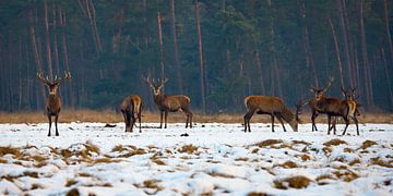 Edelherten in het Nationaal Park de Hoge Veluwe
