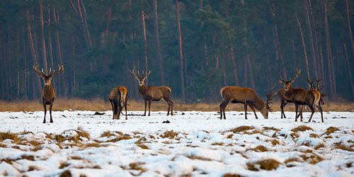 Edelherten in het Nationaal Park de Hoge Veluwe
