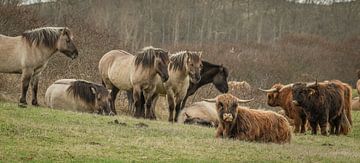 Konik paarden op natuurgebied Lentevreugd van Dirk van Egmond
