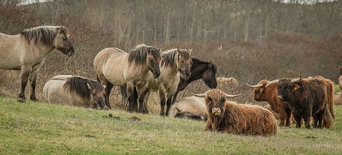 Konik paarden op natuurgebied Lentevreugd