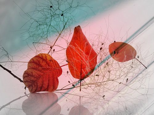 Feuilles d'automne