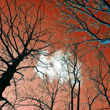 Meditative Power of the Trees van Silva Wischeropp