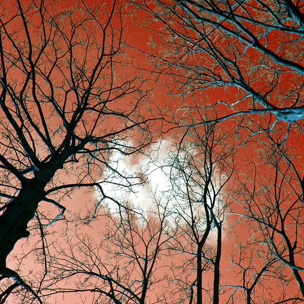 Meditative Kraft der Bäume von Silva Wischeropp