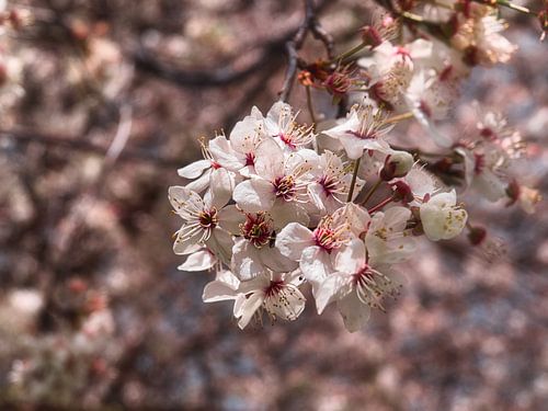 im Frühling blühen