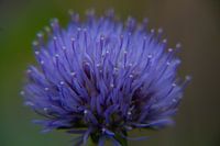 Close-up of a flower with purple and blue colors