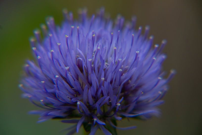 Nahaufnahme einer Blume mit lila und blauen Farben von Marco Leeggangers