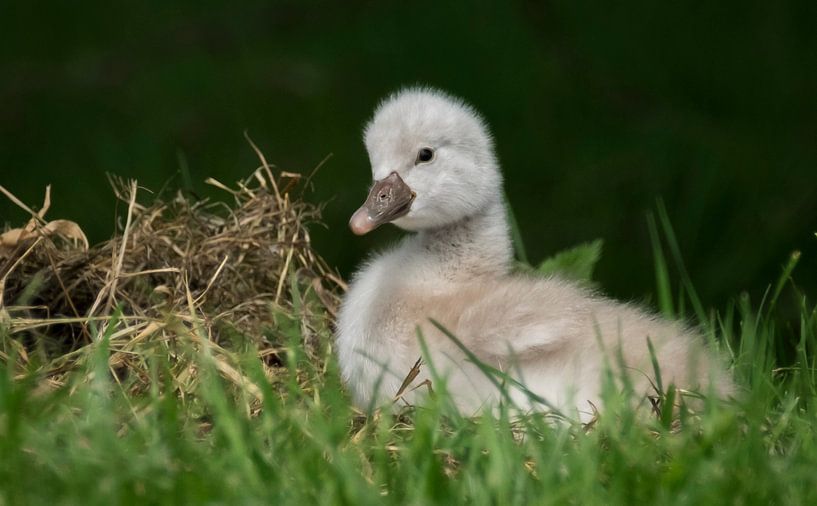 Het mooie zwaantje. by Karin Tebes