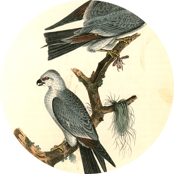 Mississipi Kite., Audubon, John James, 1785-1851