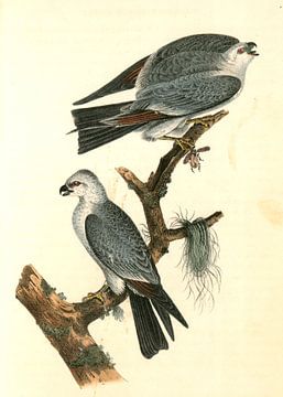 Mississipi Kite., Audubon, John James, 1785-1851