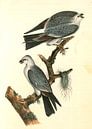 Mississipi Kite., Audubon, John James, 1785-1851 van Liszt Collection thumbnail